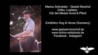 Marius Schneider  Akademische Reitkunst Dressur Kür mit Lusitano Hengst [upl. by Ioyal]