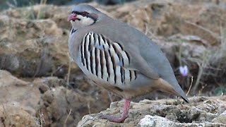 Rock Partridge Alectoris graeca  birding in Slovenia 2014 [upl. by Casta425]