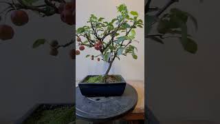 Pommier en bonsai [upl. by Harneen]