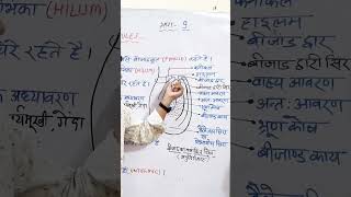 structure of ovule ।। bijand ki sanrachana।। biologyclass12 biology ovule pistil ncert neet [upl. by Karleen]