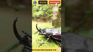 The Stag Beetle The Most Expensive Insect in the World facts stagbeetles oedemeridae shorts [upl. by Eidde974]