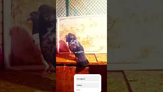 Pakistani pigeon lover dubai viralvideo kabootar bazz viralshorts [upl. by Ehcnalb]