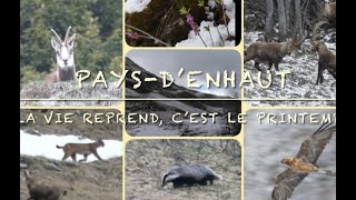 MAGIQUE  LYNX en chasse entouré de bouquetins et chamois gypaètes  PaysdEnhaut Vaud Suisse [upl. by Nnaycnan]