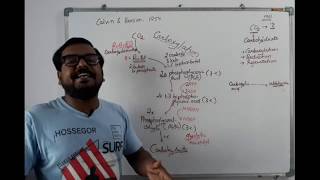 Calvin Cycle Class 11 [upl. by Htepsle]