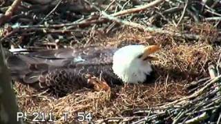 Do Eagles Sneeze  Duke Farms Eagle Cam 2011 [upl. by Ecart997]