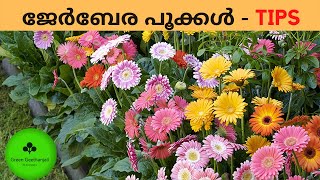 Gerbera flowers How to get more flowers from gerbera Care and propagation Malayalam gerbera daisy [upl. by Edithe]