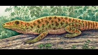 Archaeothyris Early Synapsid [upl. by Ariet925]