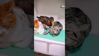 FUNNY CAT AND DUCK 🦆😺 cat funnypet funny laughoutloudcats catvideos cute funnyanimals pets [upl. by Ahsinhoj]