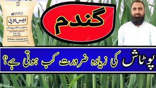 When to use potash fertilizer in Wheat  Bilal Kanju Official [upl. by Yenaj800]