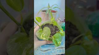 Move Pothos Cutting In Water To Soil pothos pothoslove moneyplant plantlover growth reels fry [upl. by Josler]