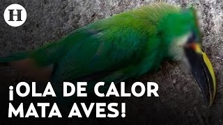 ¡Calor cobra vidas Científicos alertan por muerte de aves debido al intenso calor [upl. by Neisa571]