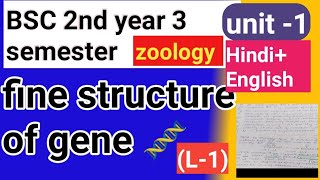 BSC 2nd year 3 semester zoology Fine structure of gene 🧬 Hindi English language [upl. by Eidnyl]