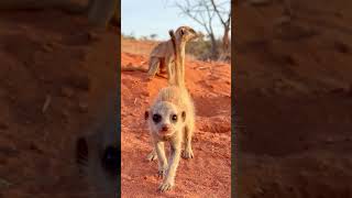 Cute Baby Meerkat Comes to Investigate Camera [upl. by Goober]