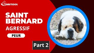 Saint Bernard agressif part 2 [upl. by Marcy]