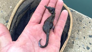 Lined Seahorse Rudderfish Burrfish Filefish amp More 7924 Sight Netting Long Island New York [upl. by Ahsiakal]