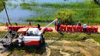 Impressive Big Combine Harvester Kubota Processing Harvest Rice  Fastest Rice Cutting Machine [upl. by Darrel]