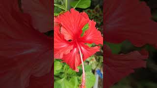 Joba ful hibiscus flower [upl. by Palla]