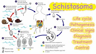 Schistosoma 🔥🔥 Life cycle  Pathogenesis  Clinical signs  Diagnosis  Treatment💊  Control [upl. by Aiker]