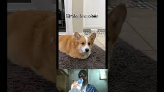 Cute Corgi Comedy Hilarious Moments Caught on Camera corgi dog corgipuppy Part 1 [upl. by Oicirbaf]