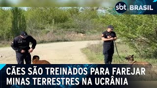 Cães são treinados para farejar minas terrestres na Ucrânia  SBT Brasil 110524 [upl. by Bea750]