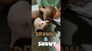 MY TWO LOVELY GUINEA PIGS BROWNY AND SNOWY guineapig pets pig happy [upl. by Yennek]