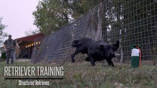 Teaching Your Gundog to Retrieve  Hunting Dog Training [upl. by Nhepets]