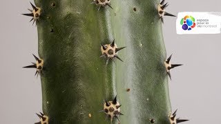 La convergence évolutive des cactus et des euphorbes [upl. by Kroy]