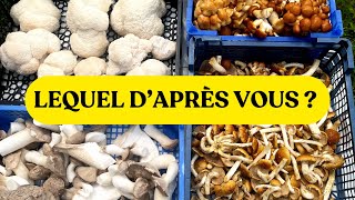 LE champignon le plus facile à cultiver et aussi le plus rapide [upl. by Acirema]