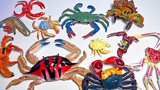 New Sea Animals  Spider Crab Shrimp Yeti Crab Hairy Crab King Crab Hermit Crab Fiddler Crab [upl. by Selena226]