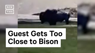 Man Gored by Bison in Yellowstone National Park [upl. by Eitsirk216]