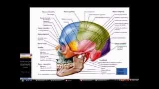 Principales huesos del cráneo y sus relieves [upl. by Ahsiuq]