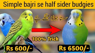 How to produce halfsider budgies parrots  Crossbreeding in budgies parrots  Australian parrots [upl. by Cly]