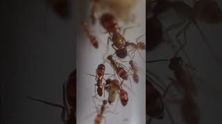 A Camponotus fragilis colony after some red sugar water antkeeping antlove hormigas insects [upl. by Helse]