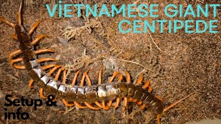 Vietnamese Giant Centipede Setup  SCOLOPENDRA DEHAANI [upl. by Annabella]