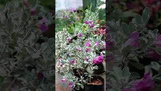 Texas sage Nikodia plant care Sun loving plants for balcony Sun loving flowering plants [upl. by Oxford222]