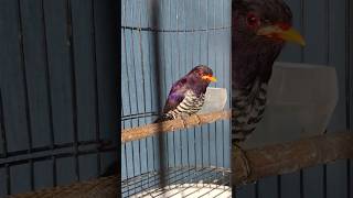 Burung kedasih ungu  violet kedasih masteranjuara [upl. by Aylward]