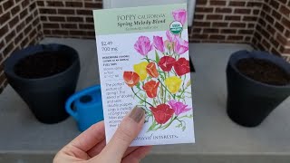 How To Plant Poppy Seeds In Pots  Planting California Poppy Seeds In My SelfWatering Containers [upl. by Bradly]