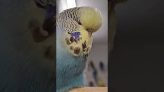 Beautiful Budgie Closeup [upl. by Ttennaej]