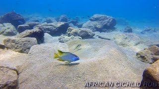 Chizumulu Island  Lake Malawi Cichlids  HD Underwater Footage [upl. by Conner]