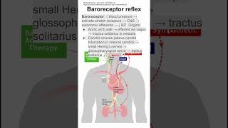 Baroreceptor reflex [upl. by Leiso]