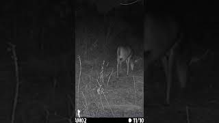 Rut behavior trailcamfootage coughtontrailcamera [upl. by Noirb]