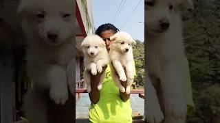 Indian Spitz Puppy Sale in Ranchi Jamshedpur  Pomerenian Dog Sale trending doglover cute india [upl. by Icul969]