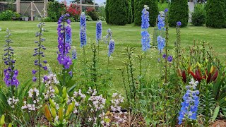 🌷🦋Delphinium Full Sun Garden TOUR June 🦋 garden gardening delphinium [upl. by Filbert]