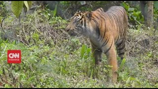 The Snare Of Sumatran Tiger Trade [upl. by Amehr]