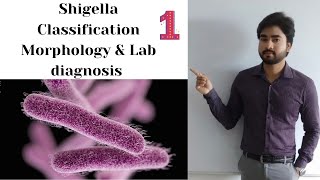 SHIGELLA  Classification  Morphology and Lab Diagnosis part 1 By Abhishek sir [upl. by Diet]