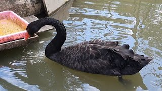 Angsa Hitam Black Swan  Angsa yang Setia dengan Pasangannya [upl. by Nahtanoy]