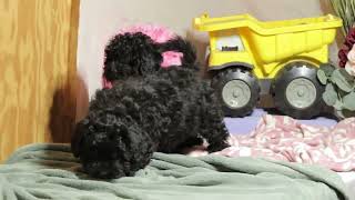 Cute Playful ShihPoo Puppies [upl. by Etteyafal]