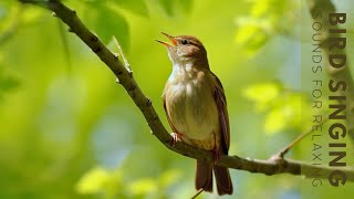 Birds Singing  Morning Bird Sound Forest Birdsong Nature Sounds Birds Singing [upl. by Germain]