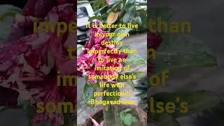 Bhagavad Gita quotes music song diphukarbianglong [upl. by Grunenwald526]