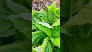 Greensshortvideos viralvideos goviral nature [upl. by Belayneh]